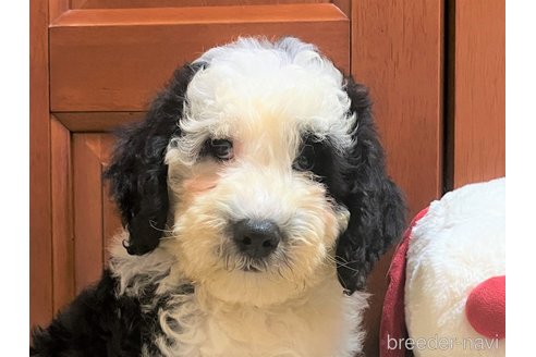 成約済の茨城県のミックス犬-243609の1枚目