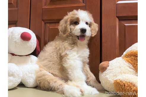 成約済の茨城県のミックス犬-243605の2枚目