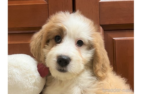 成約済の茨城県のミックス犬-243605の1枚目