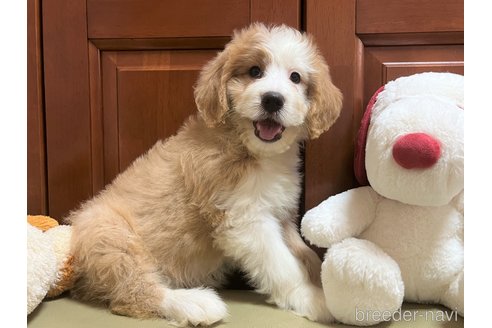 成約済の茨城県のミックス犬-243605の3枚目