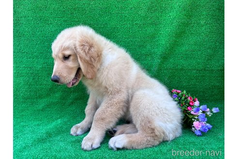 成約済の茨城県のゴールデンレトリーバー-244131の3枚目