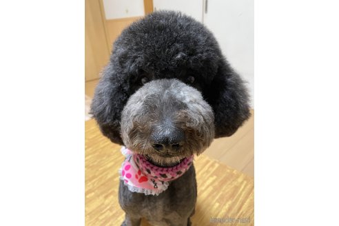 モアナちゃん1枚目