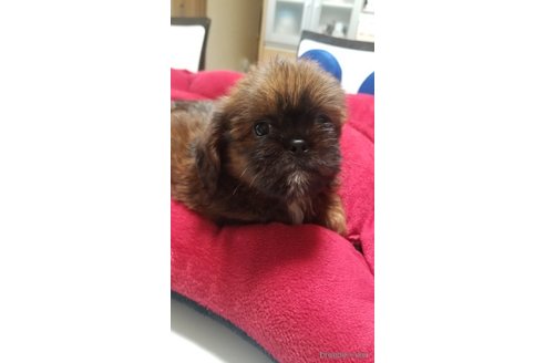 成約済の愛知県のミックス犬-244985の5枚目