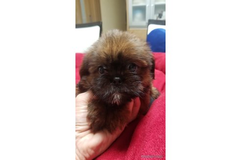 成約済の愛知県のミックス犬-244985の4枚目