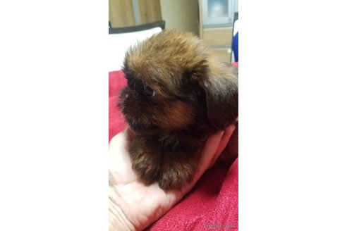 成約済の愛知県のミックス犬-244985の3枚目