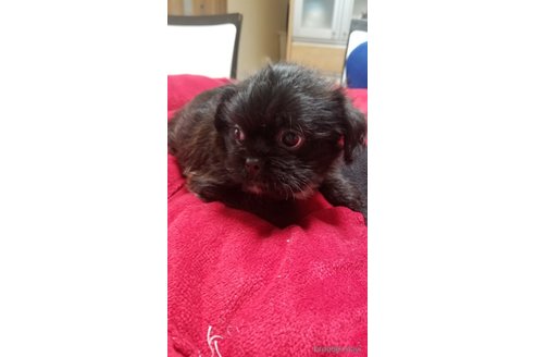成約済の愛知県のミックス犬-244979の2枚目