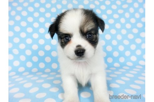 成約済の千葉県のミックス犬-249388の20枚目