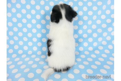 成約済の千葉県のミックス犬-249388の18枚目