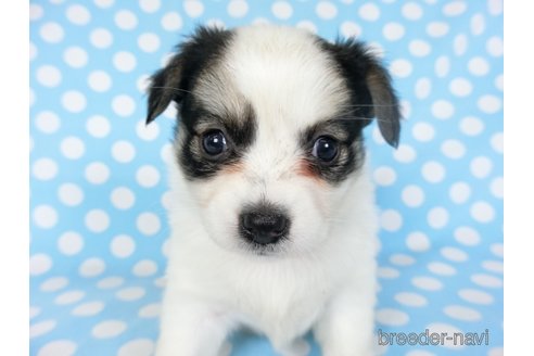 成約済の千葉県のミックス犬-249389の2枚目