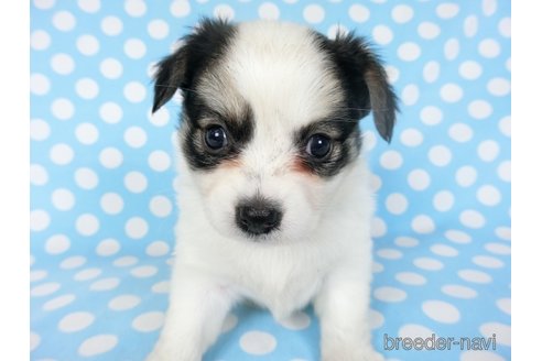 成約済の千葉県のミックス犬-249389の3枚目