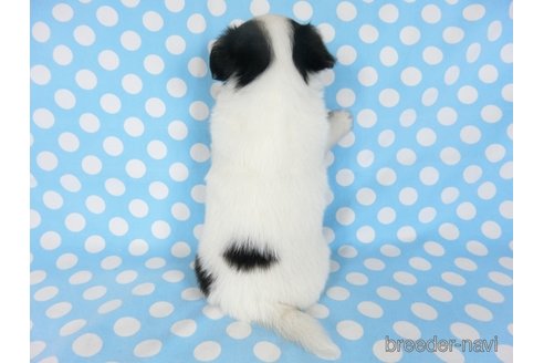 成約済の千葉県のミックス犬-249389の4枚目
