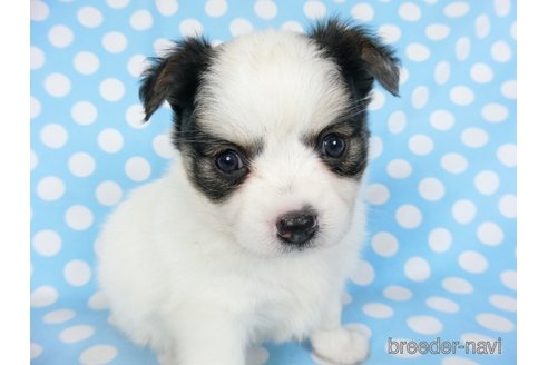 成約済の千葉県のミックス犬-249390の21枚目