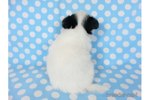 成約済の千葉県のミックス犬-249390の18枚目