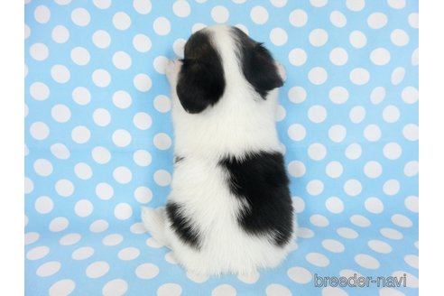 成約済の千葉県のミックス犬-249391の20枚目
