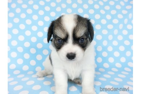 成約済の千葉県のミックス犬-249391の19枚目