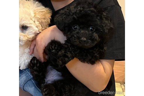 成約済の東京都のミックス犬-243853