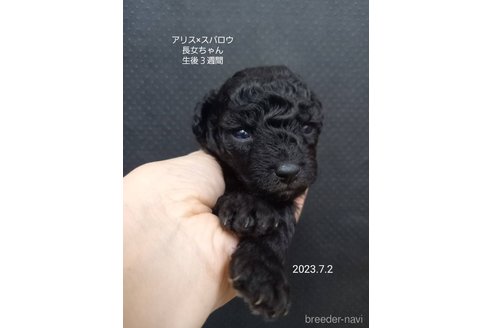 成約済の大阪府のティーカッププードル-245754の7枚目