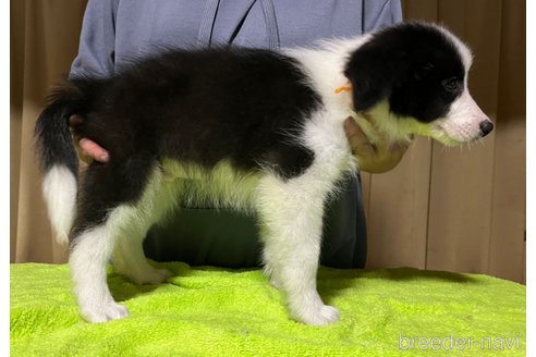 成約済の福岡県のボーダーコリー-249426の3枚目