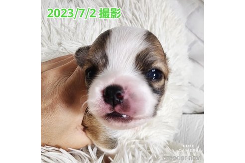 成約済の東京都のチワワ(ロングコート)-249117の35枚目