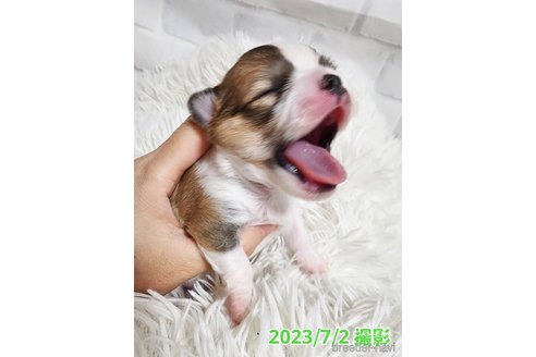 成約済の東京都のチワワ(ロングコート)-249117の36枚目