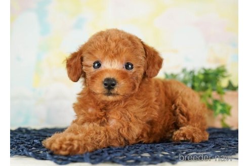 成約済の千葉県のタイニープードル-249445の1枚目