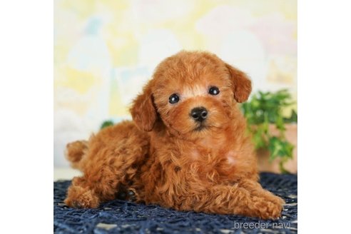 成約済の千葉県のタイニープードル-249445の4枚目