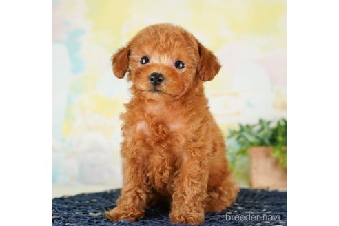 成約済の千葉県のタイニープードル-249445の5枚目