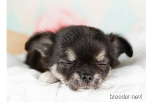 成約済の千葉県のチワワ(ロングコート)-249447の2枚目