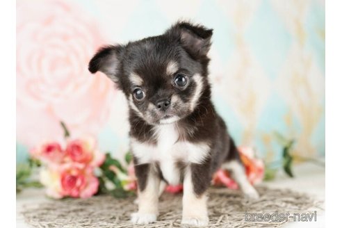 成約済の千葉県のチワワ(ロングコート)-249447の3枚目