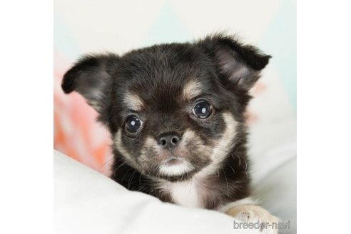 成約済の千葉県のチワワ(ロングコート)-249447の1枚目