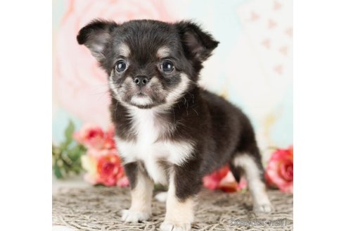 成約済の千葉県のチワワ(ロングコート)-249447の4枚目