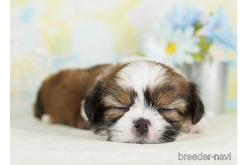 成約済の千葉県のミックス犬-249451の5枚目