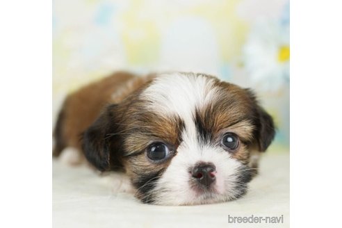 成約済の千葉県のミックス犬-249451の2枚目