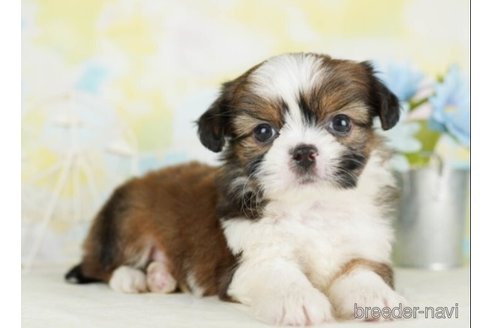 成約済の千葉県のミックス犬-249451の4枚目