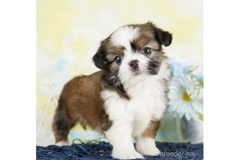 成約済の千葉県のミックス犬-249451