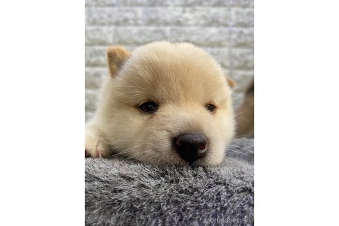 成約済の茨城県の豆柴-249463の3枚目