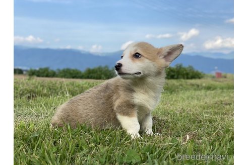 成約済の長野県のウェルシュコーギーペンブローク-249471の4枚目