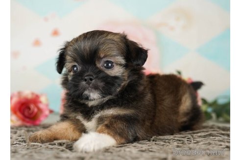 成約済の千葉県のミックス犬-249479の2枚目