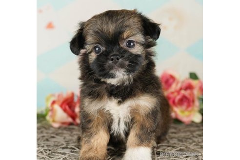 成約済の千葉県のミックス犬-249479の3枚目