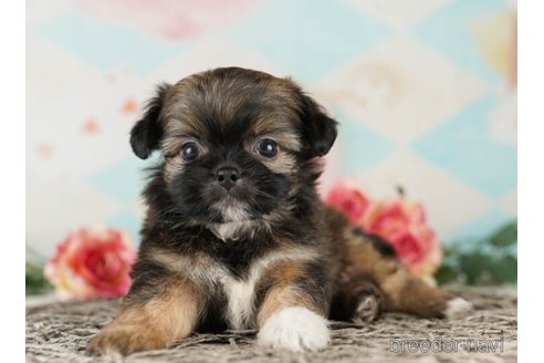 成約済の千葉県のミックス犬-249479の4枚目