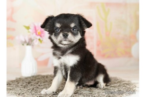 成約済の千葉県のチワワ(ロングコート)-249486の3枚目