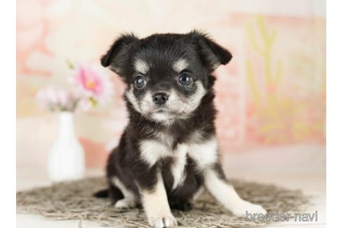 成約済の千葉県のチワワ(ロングコート)-249486の4枚目