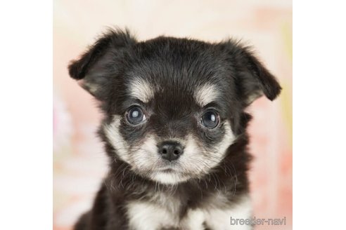 成約済の千葉県のチワワ(ロングコート)-249486