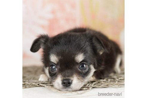 成約済の千葉県のチワワ(ロングコート)-249486の2枚目