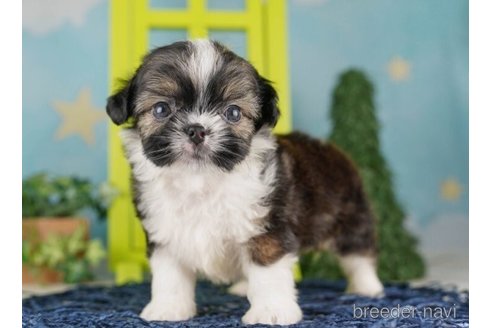 成約済の千葉県のミックス犬-249488の2枚目