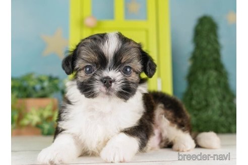 成約済の千葉県のミックス犬-249488の4枚目