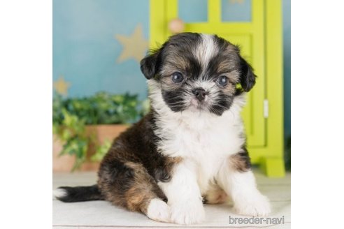 成約済の千葉県のミックス犬-249488の5枚目