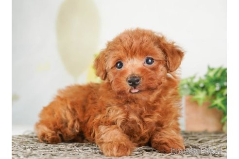 成約済の千葉県のタイニープードル-249492の4枚目