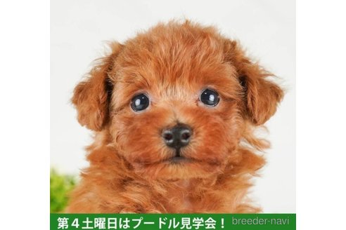 成約済の千葉県のタイニープードル-249492の1枚目