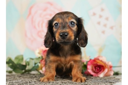 成約済の千葉県のミニチュアダックスフンド(ロングヘアード)-249495の2枚目